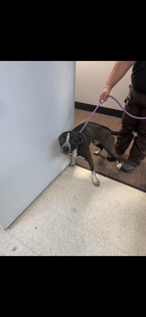 Enlarge Brandie, a Adoptable Pit Bull Terrier in Hot Springs, AR image 1/1