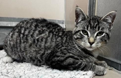 60022177, ADOPTABLE, Adult Female Domestic Short Hair.