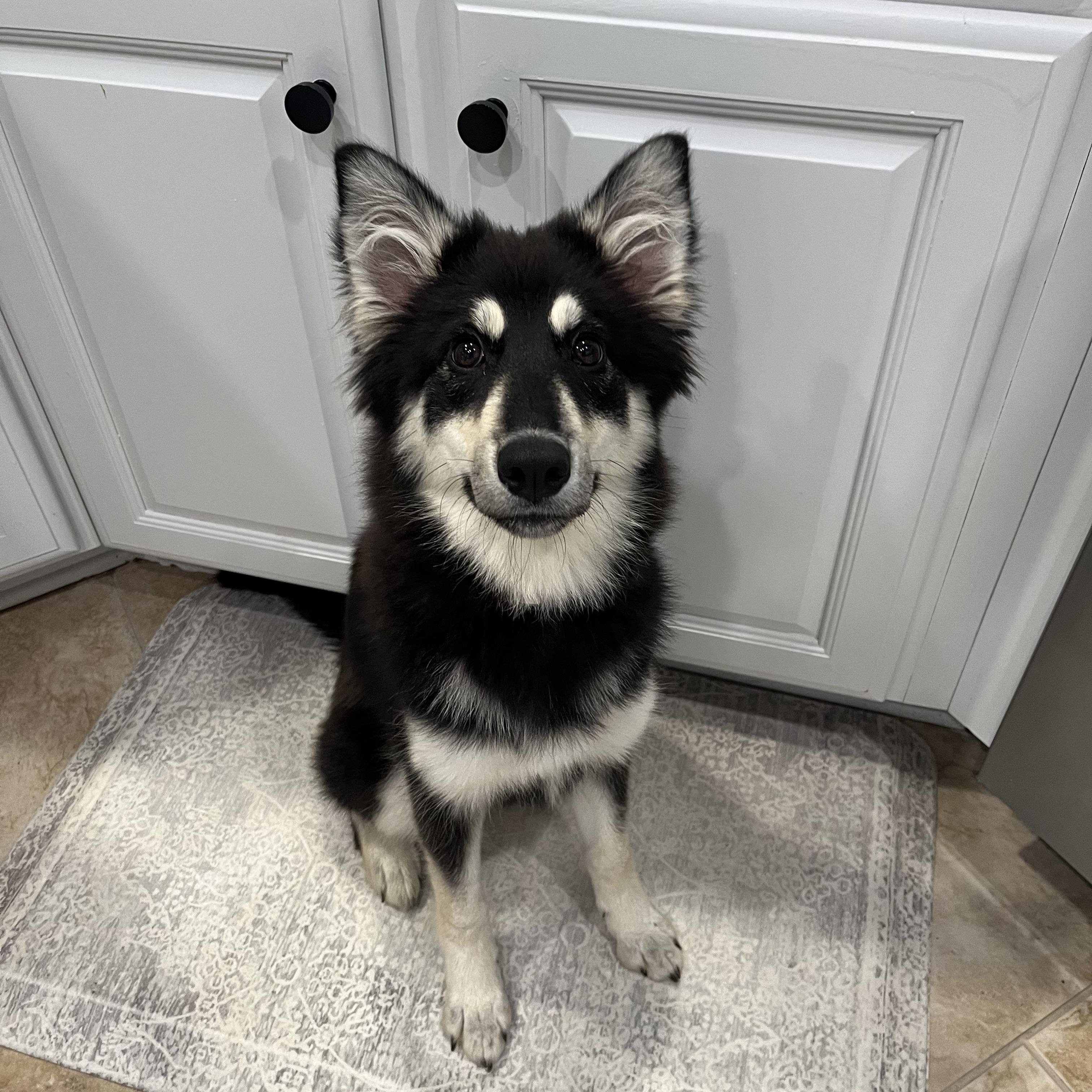 Zuma, ADOPTABLE, Puppy Female Siberian Husky.