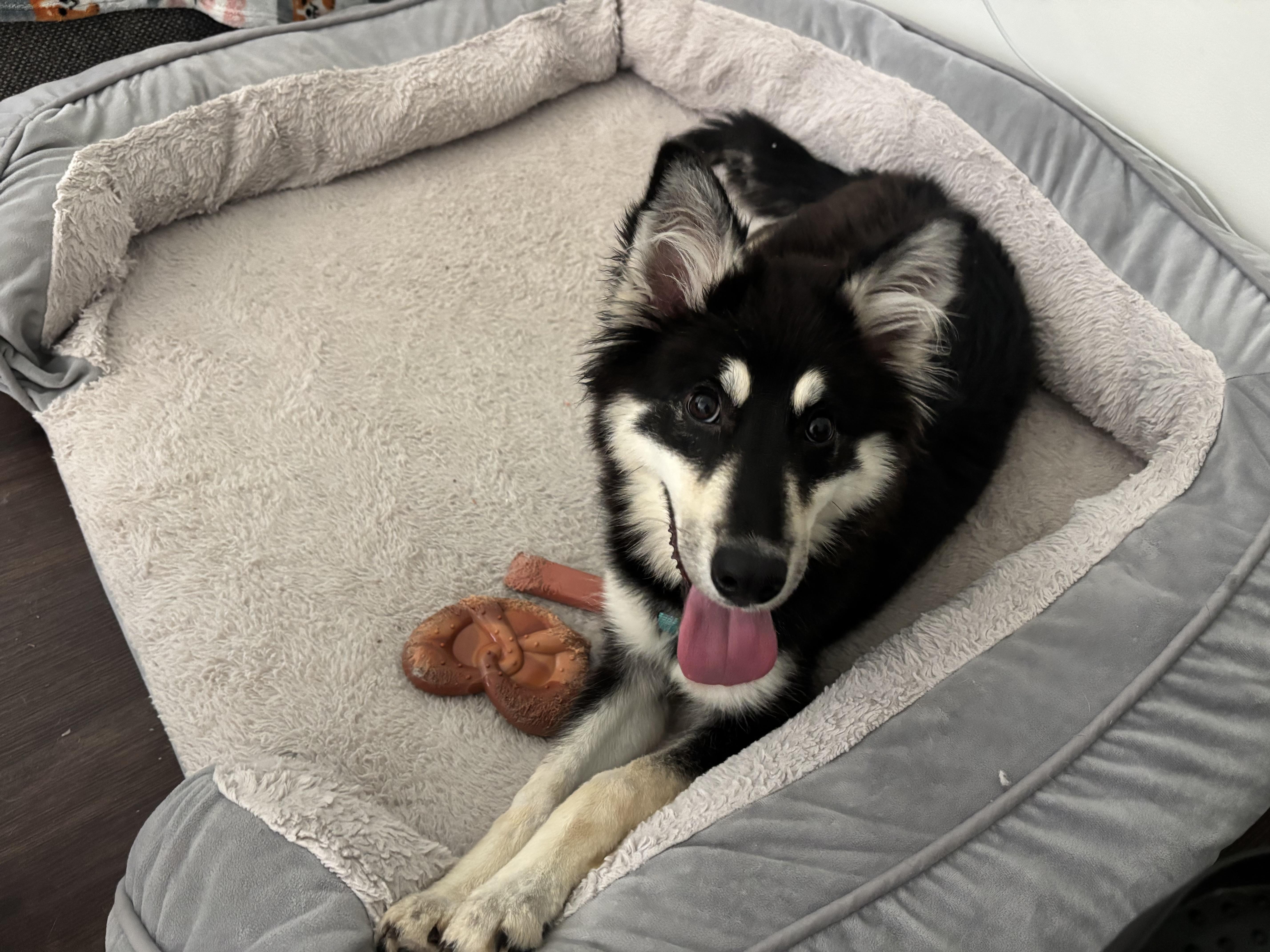 Zuma, a ADOPTABLE mixed breed in Charlotte, NC image 2/6