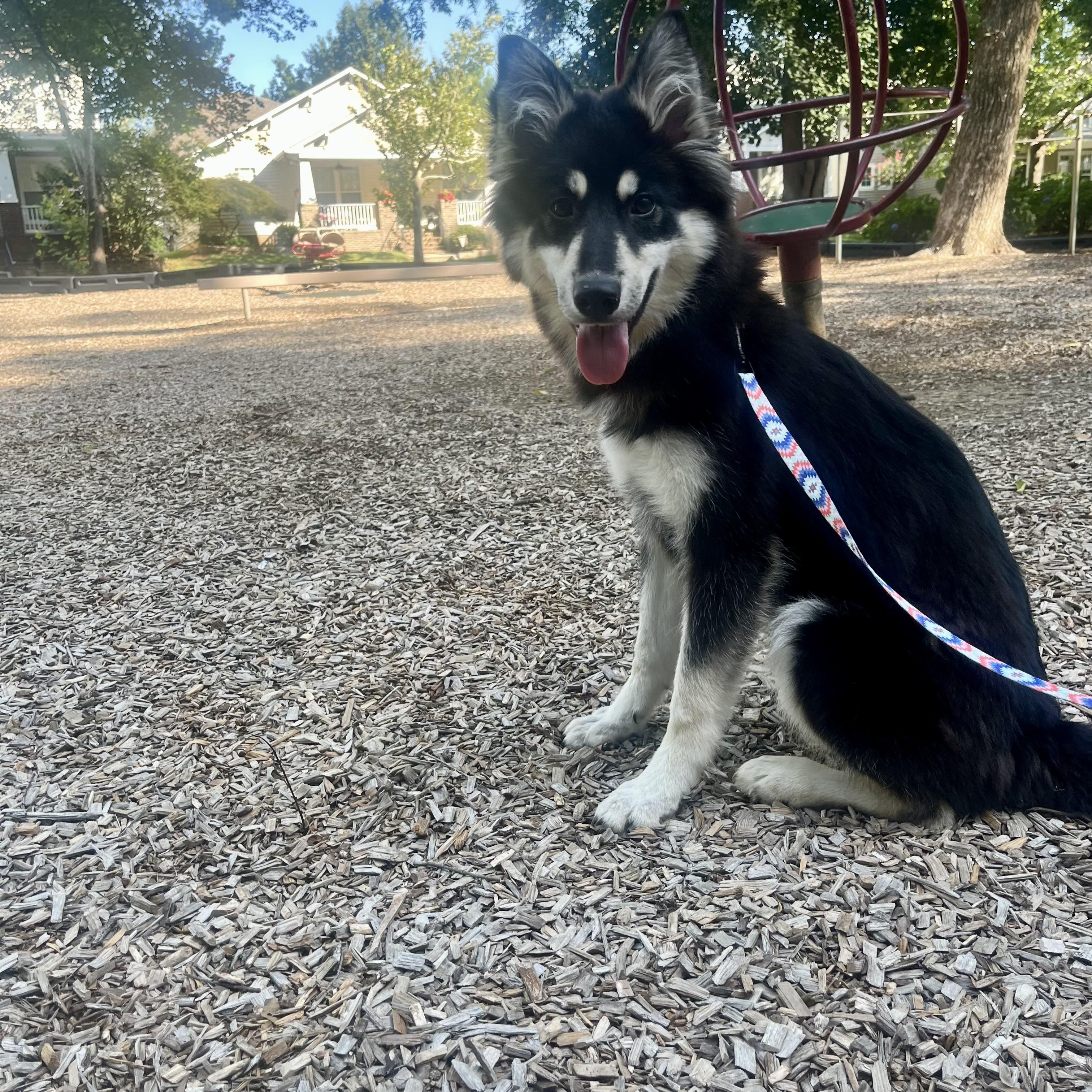 Zuma, a ADOPTABLE mixed breed in Charlotte, NC image 4/6