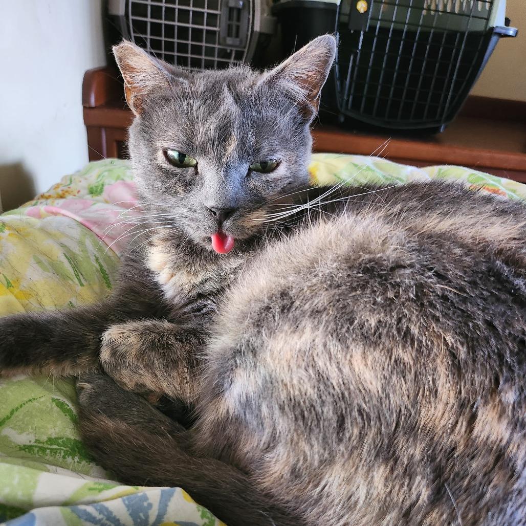 Snowball, Adoptable, Adult Female Domestic Short Hair.