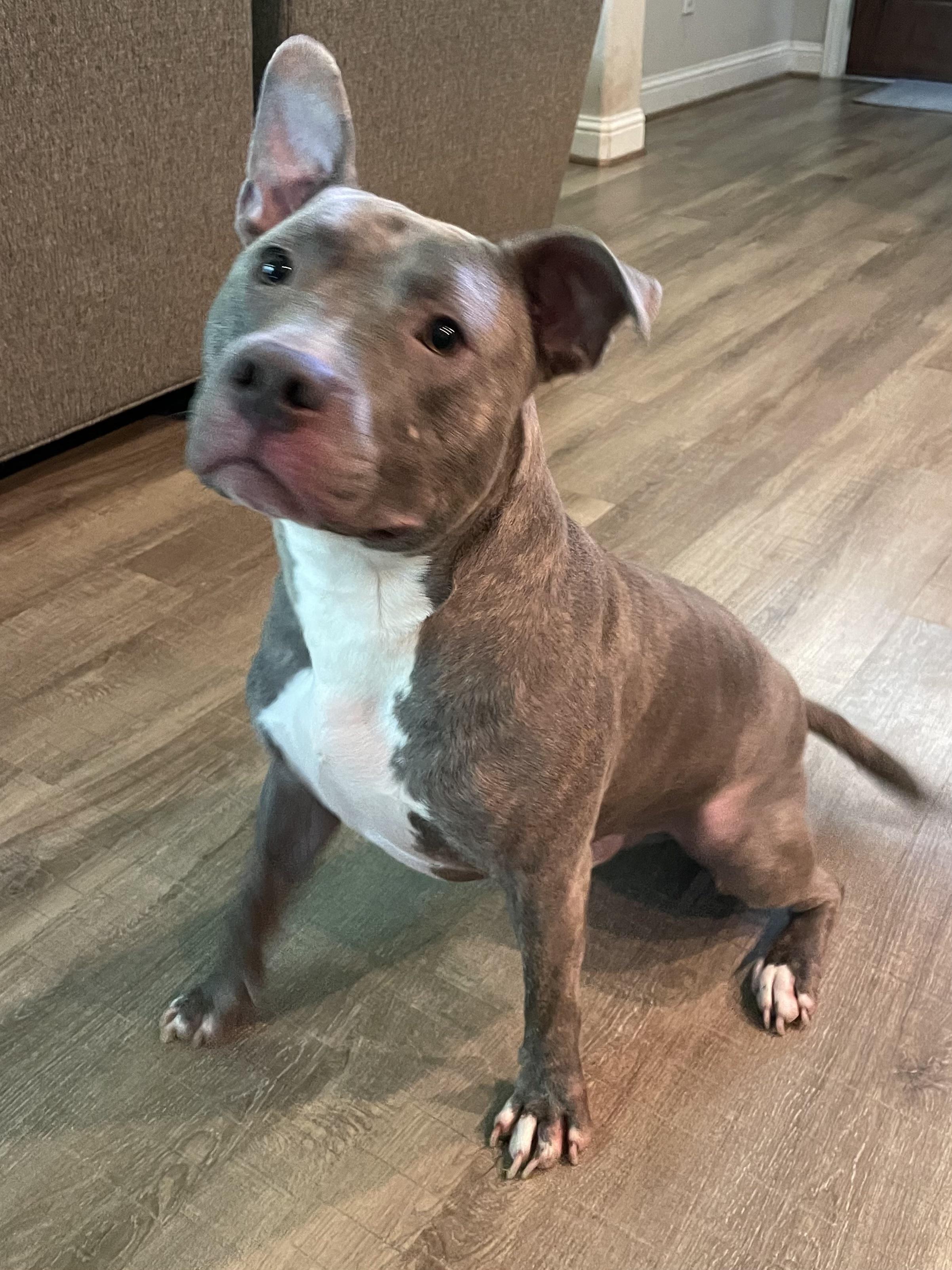 Tyson photo 1