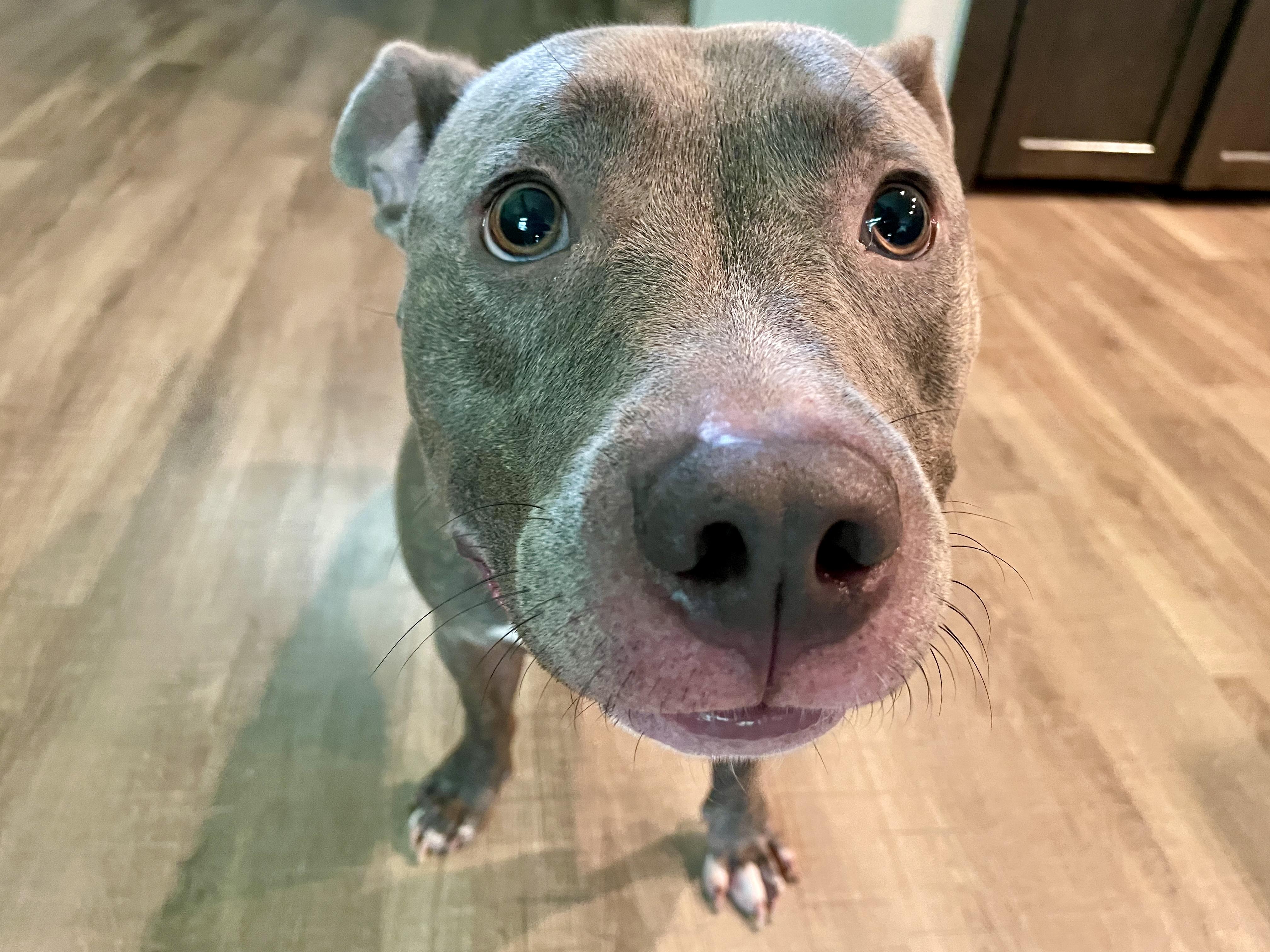 Tyson photo 2