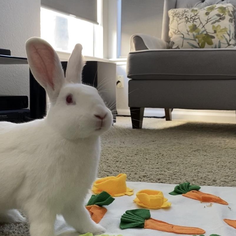 Enlarge Oleander, a Adoptable Bunny Rabbit in Livermore, CA image 2/5