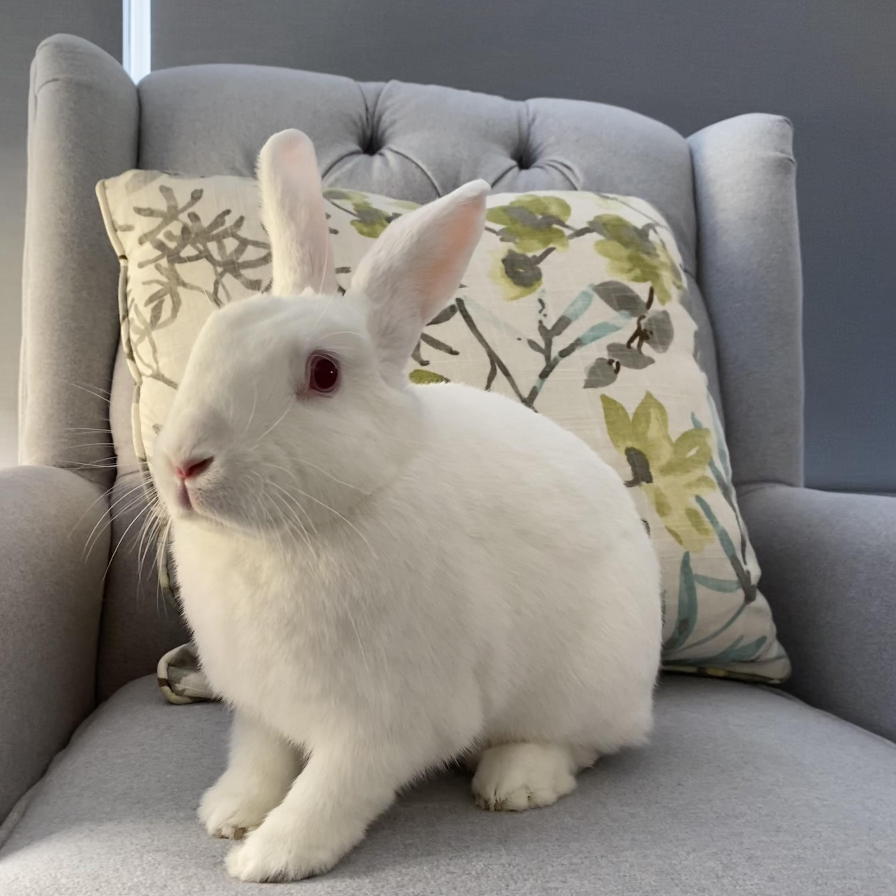 Enlarge Oleander, a Adoptable Bunny Rabbit in Livermore, CA image 1/5