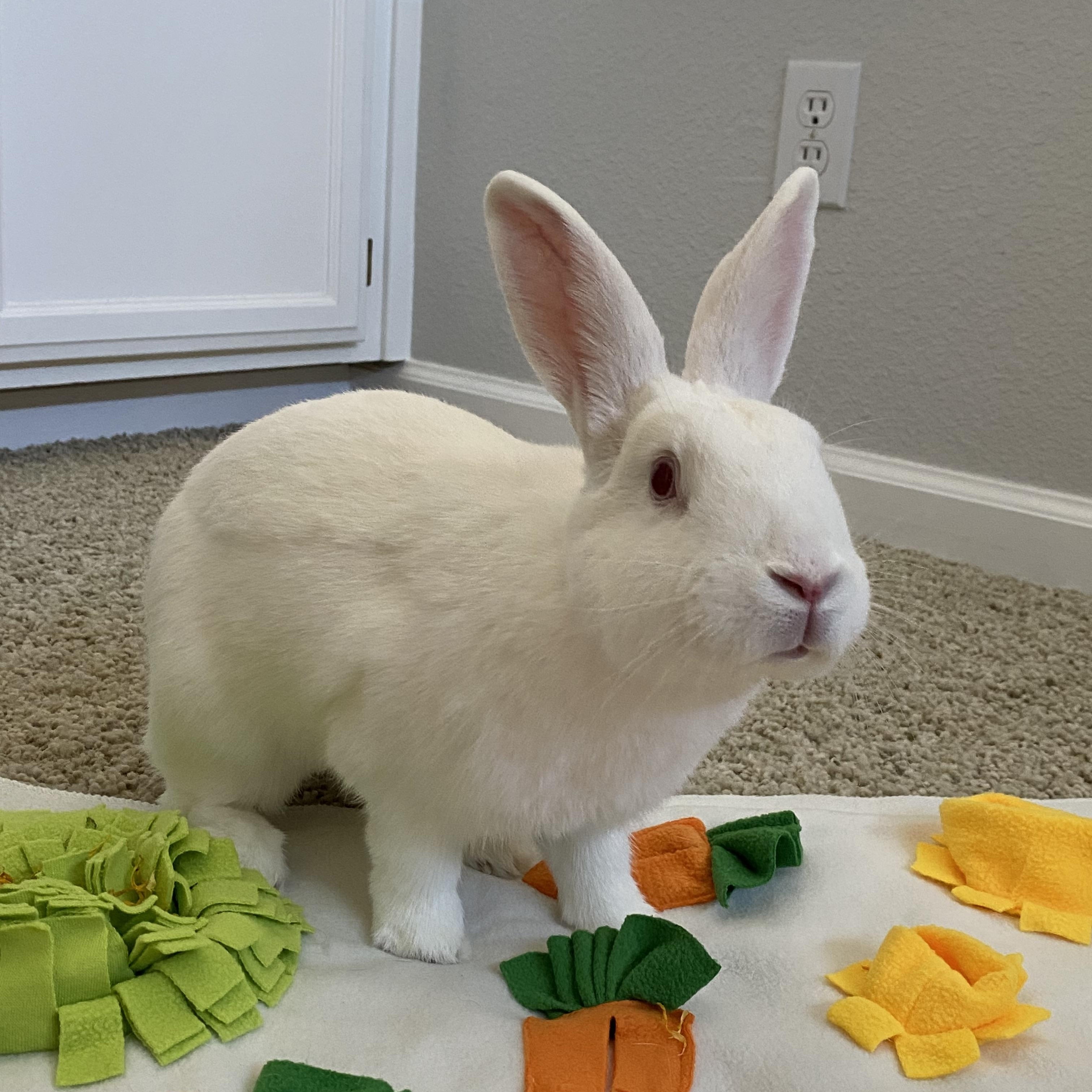 Enlarge Oleander, a Adoptable Bunny Rabbit in Livermore, CA image 3/5