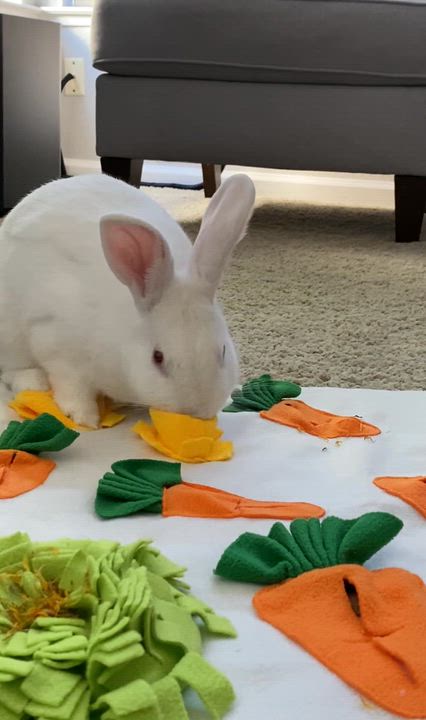 Enlarge Oleander, a Adoptable Bunny Rabbit in Livermore, CA video 4/5