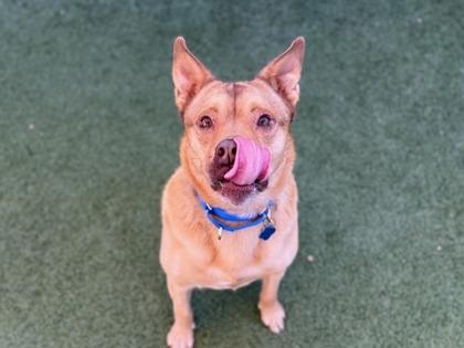 Hopkins, Adoptable, Adult Male Cattle Dog & Mixed Breed.