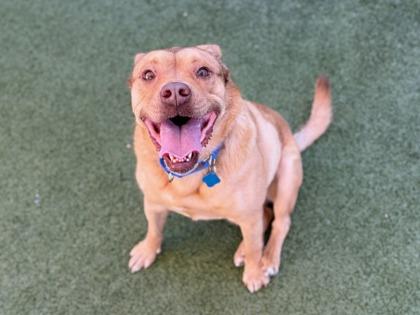 Enlarge Hopkins, a Adoptable mixed breed in Phoenix, AZ image 2/3