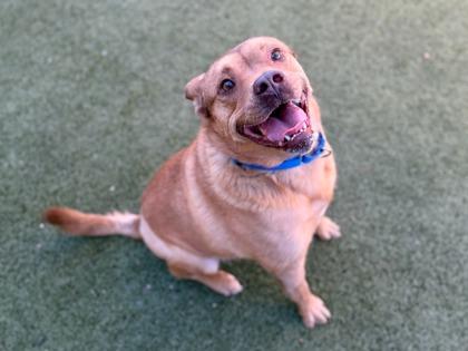 Enlarge Hopkins, a Adoptable mixed breed in Phoenix, AZ image 3/3