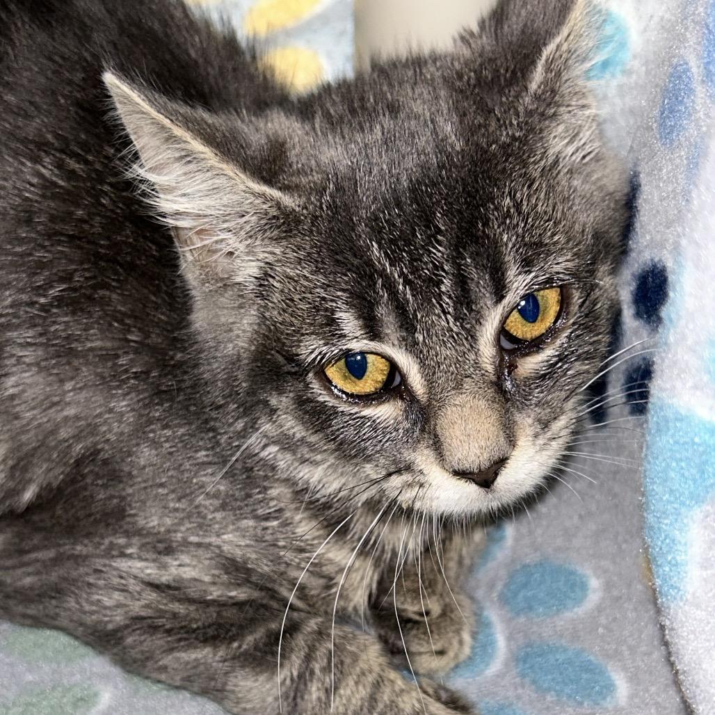 Enlarge Juana, a Adoptable Domestic Short Hair in Watertown, NY image 1/1