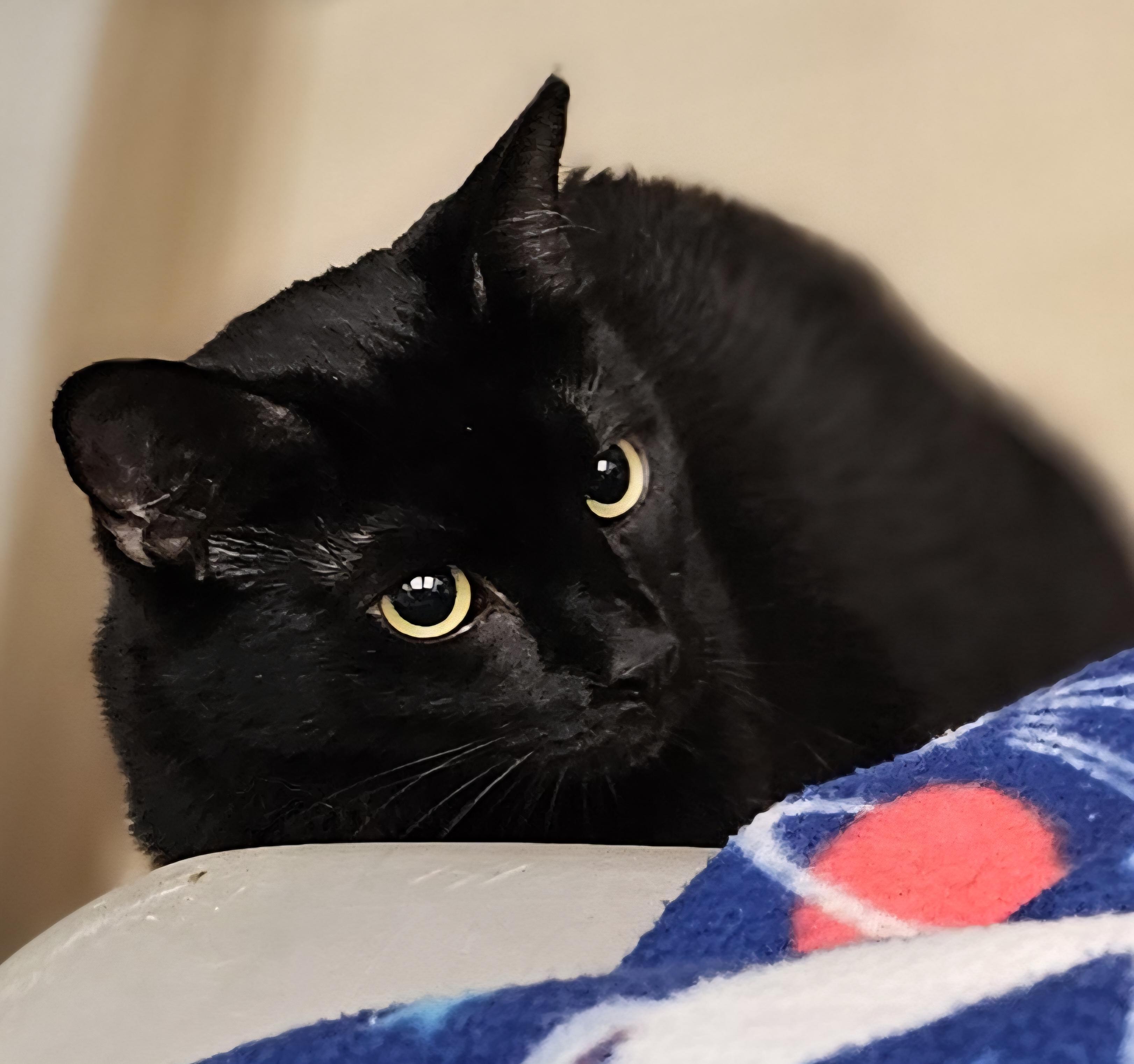 Enlarge Lyric, a Adoptable Domestic Short Hair in Whiting, IN image 1/5