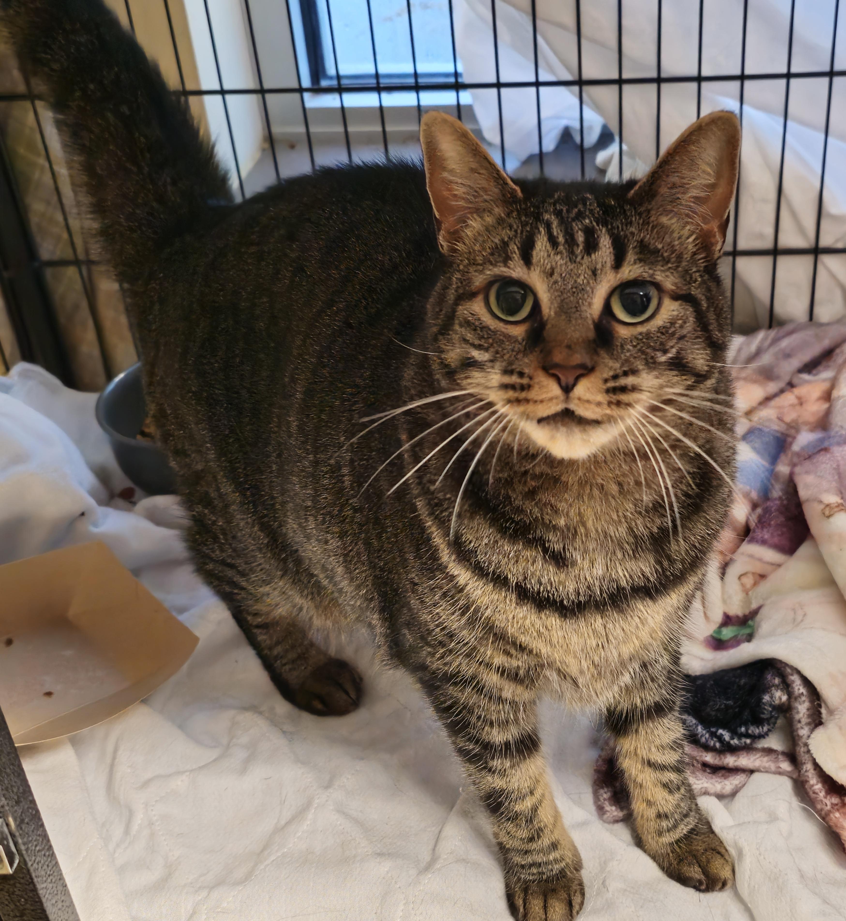 Enlarge Lyric, a Adoptable Domestic Short Hair in Whiting, IN image 3/5