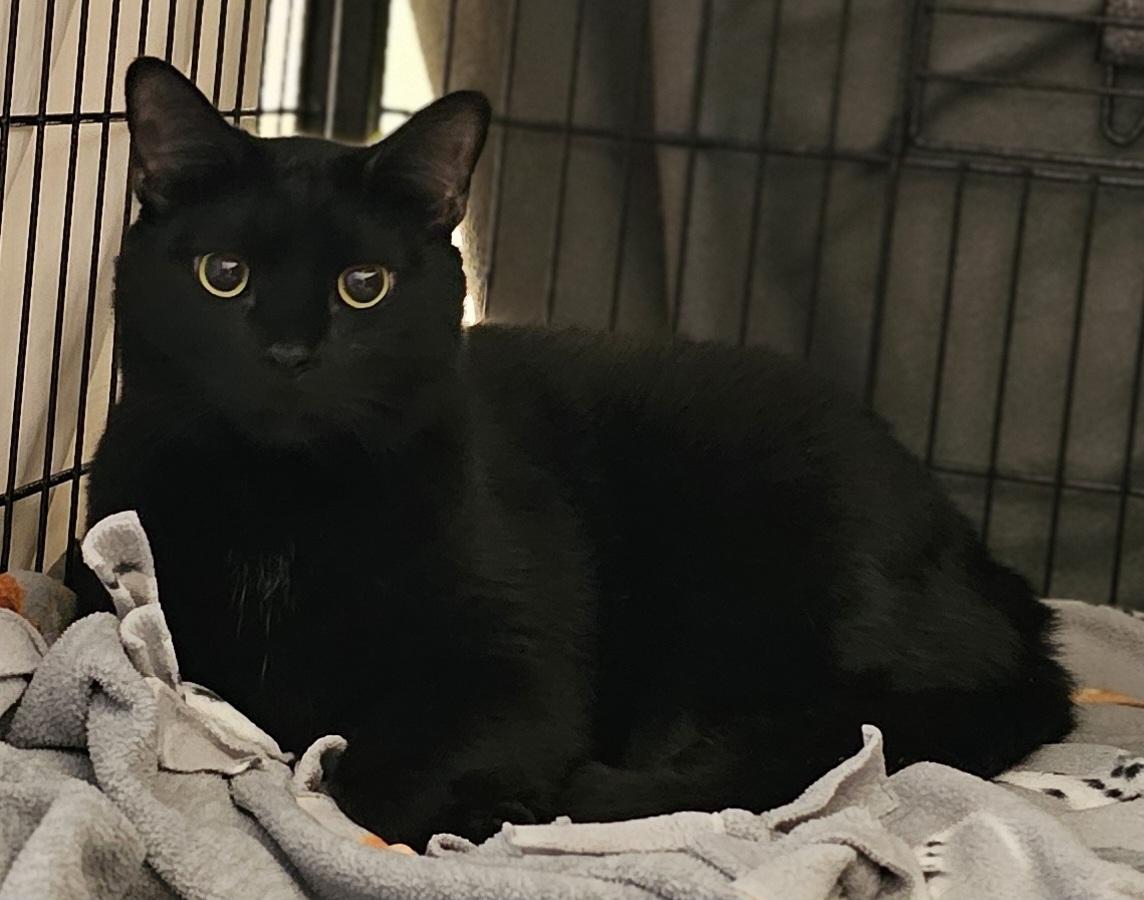 Enlarge Lyric, a Adoptable Domestic Short Hair in Whiting, IN image 4/5