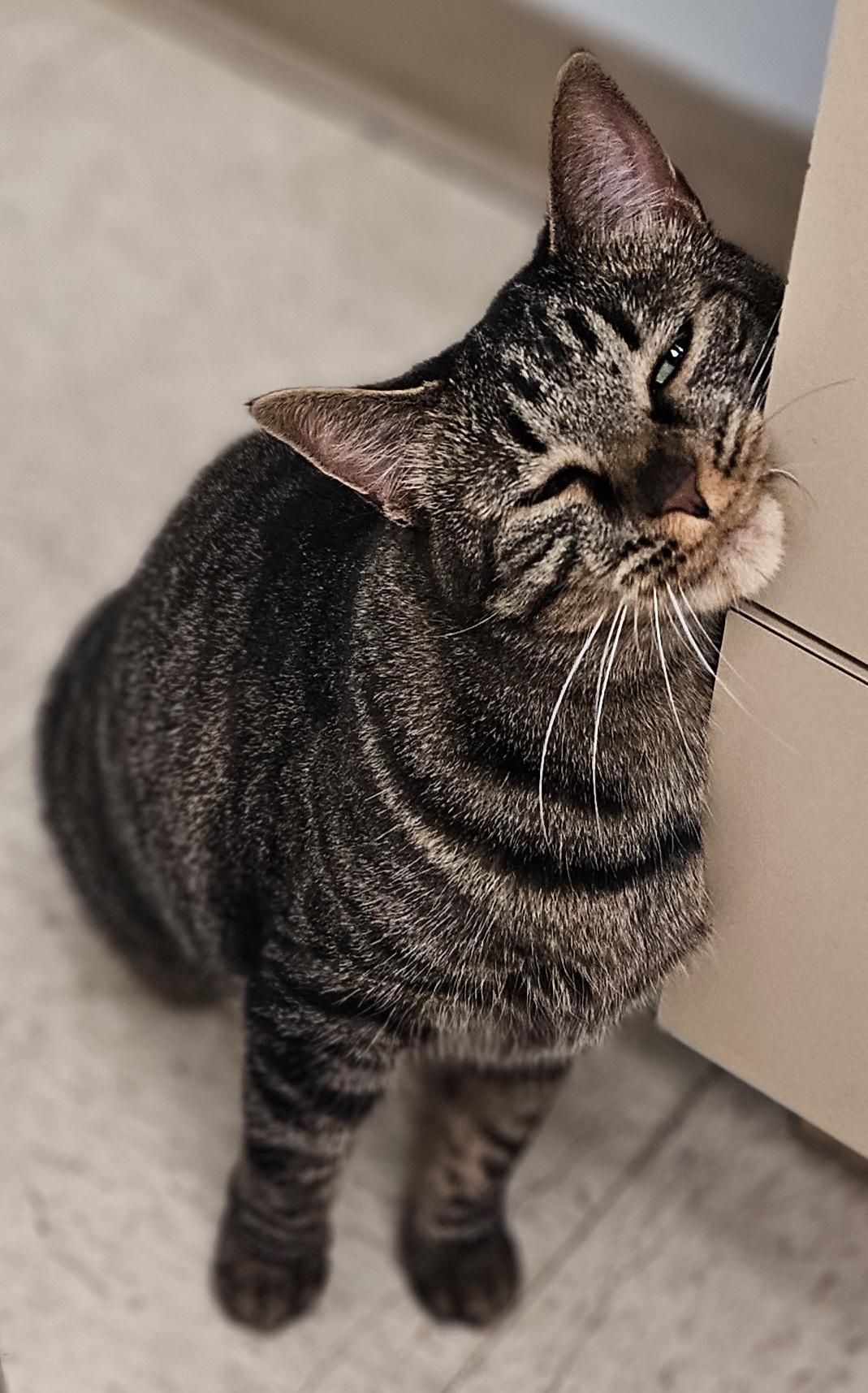 Enlarge Lyric, a Adoptable Domestic Short Hair in Whiting, IN image 5/5