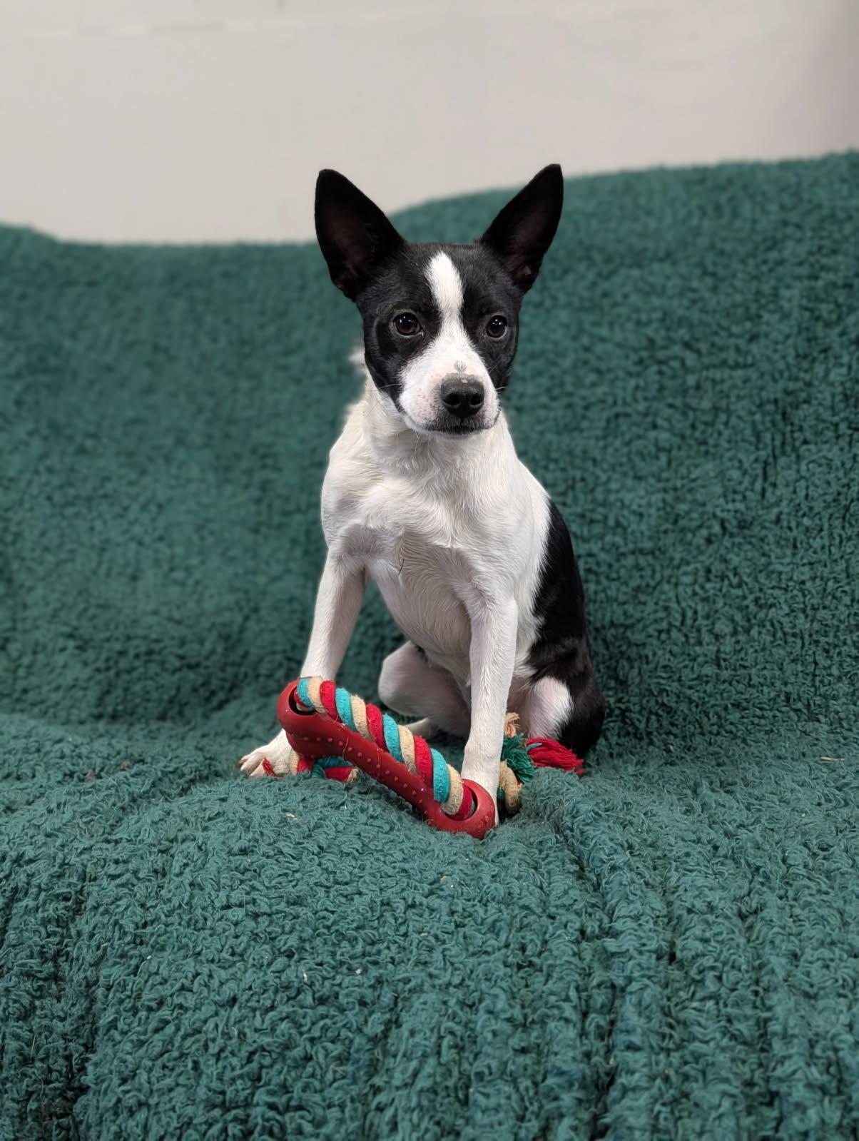 Enlarge Roxy, a ADOPTABLE Rat Terrier in Blytheville, AR image 2/4