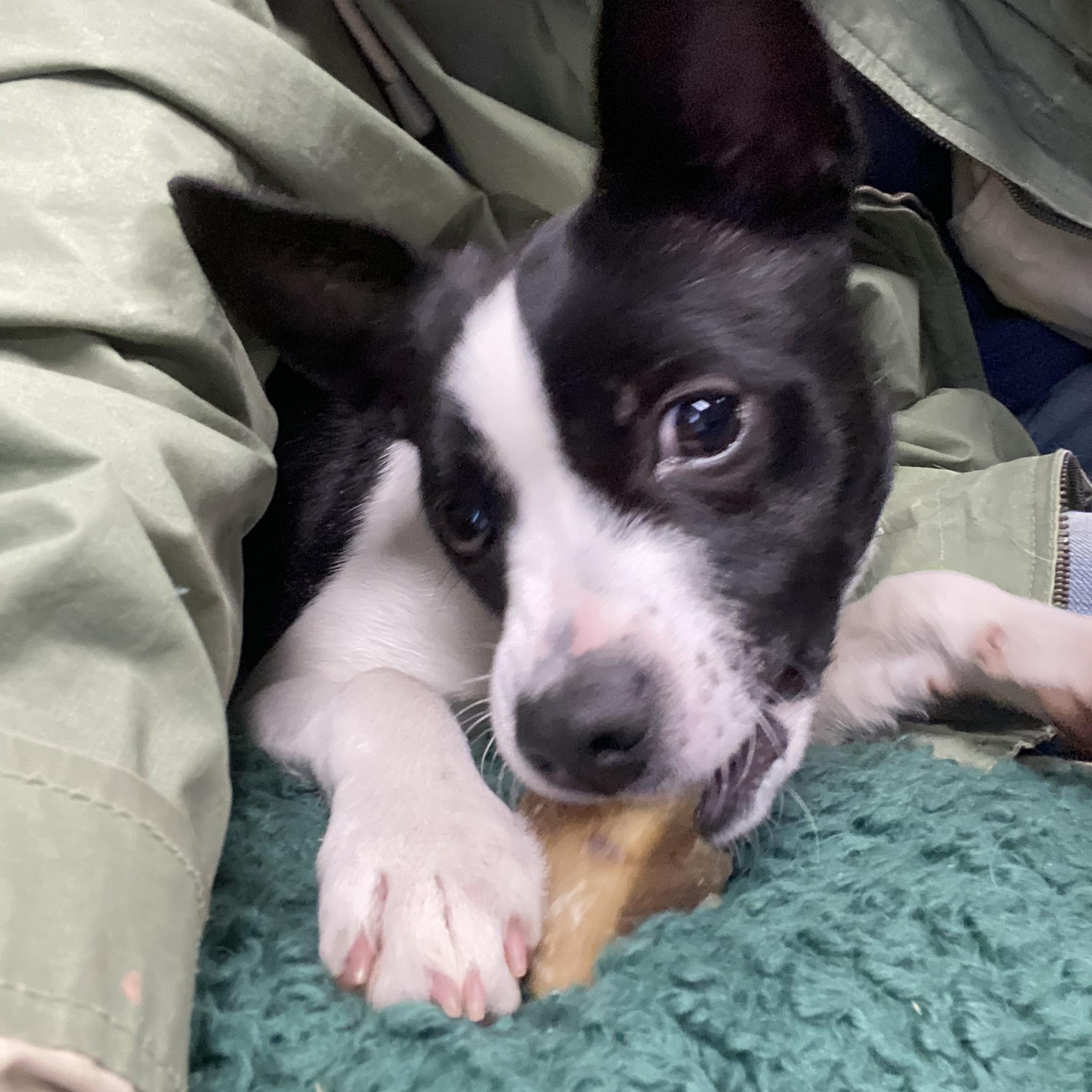 Enlarge Roxy, a ADOPTABLE Rat Terrier in Blytheville, AR image 1/4