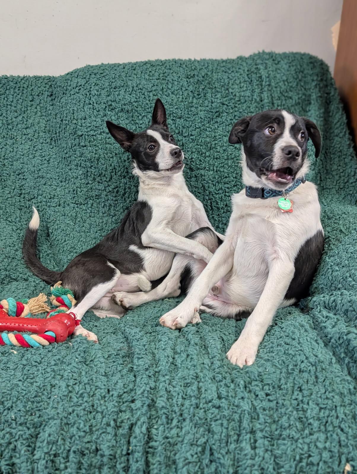 Enlarge Roxy, a ADOPTABLE Rat Terrier in Blytheville, AR image 4/4