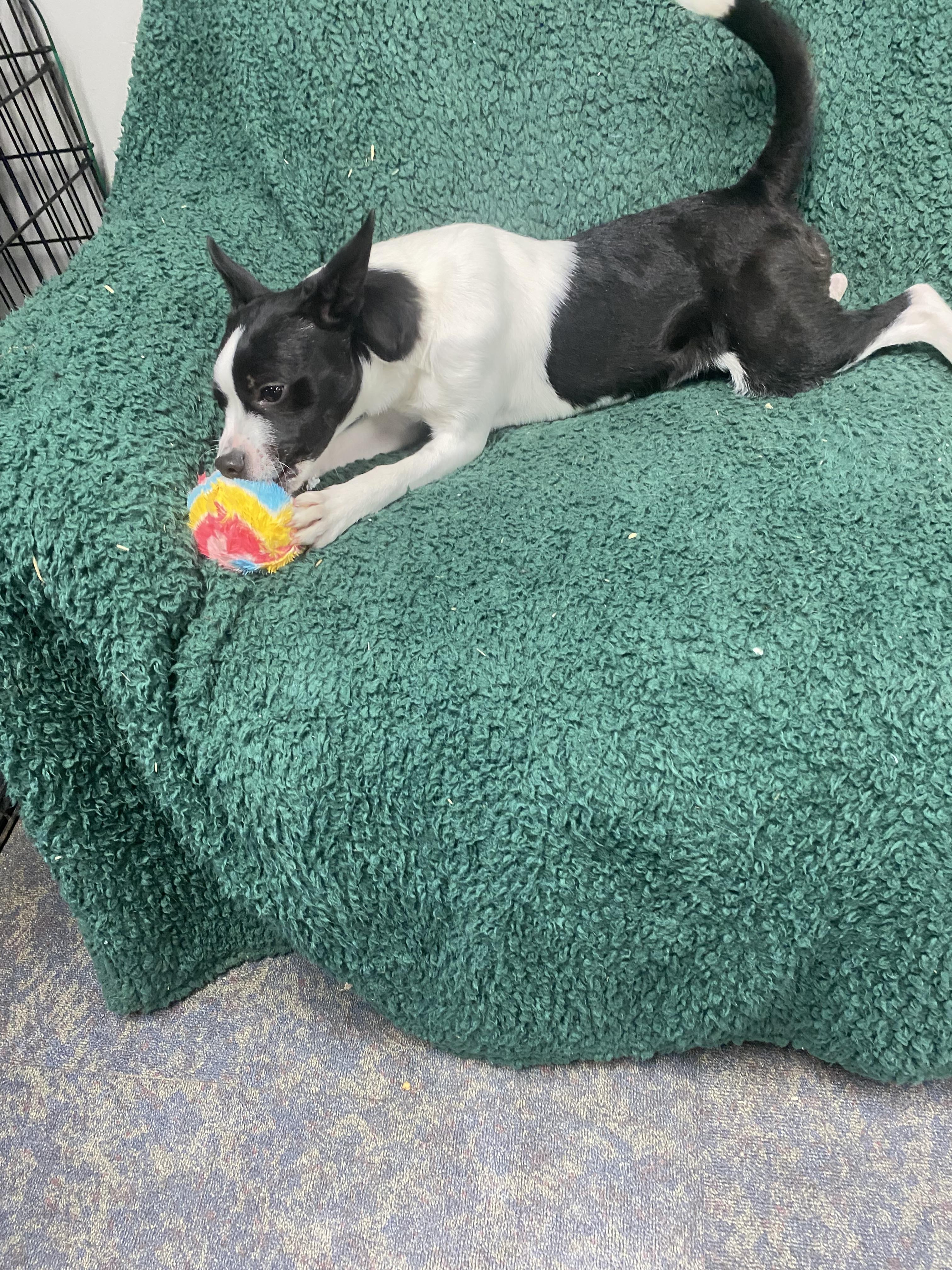 Enlarge Roxy, a ADOPTABLE Rat Terrier in Blytheville, AR image 3/4