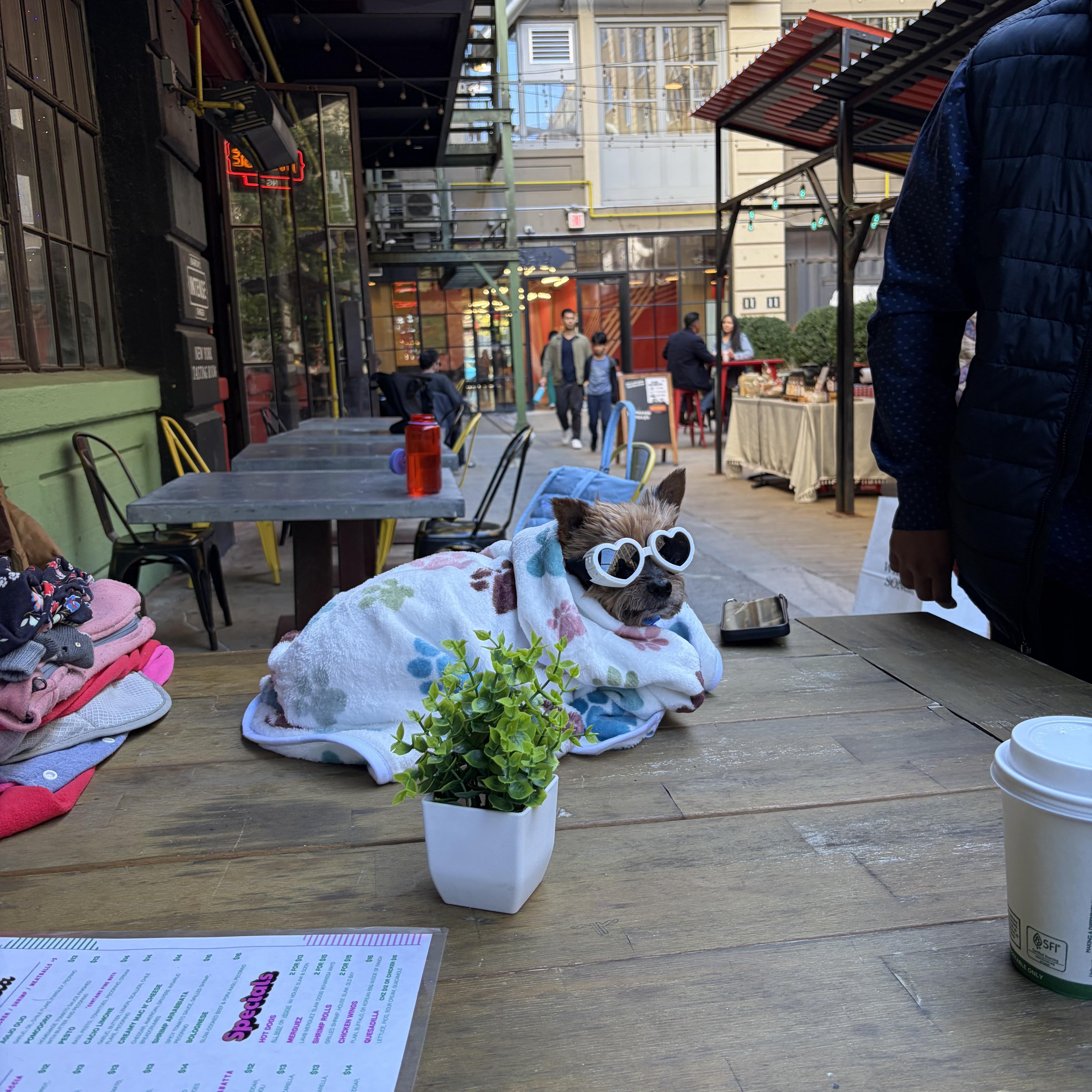Enlarge Chewy, a Adopted mixed breed in Brooklyn, NY image 2/6
