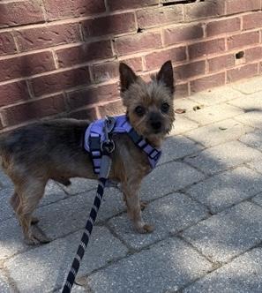 Enlarge Chewy, a Adopted mixed breed in Brooklyn, NY image 3/6