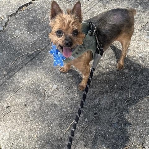 Enlarge Chewy, a Adopted mixed breed in Brooklyn, NY image 4/6