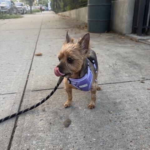 Enlarge Chewy, a Adopted mixed breed in Brooklyn, NY image 5/6