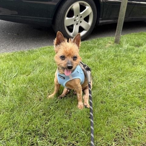 Enlarge Chewy, a Adopted mixed breed in Brooklyn, NY image 1/6