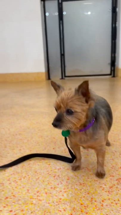 Enlarge Chewy, a Adopted mixed breed in Brooklyn, NY video 6/6