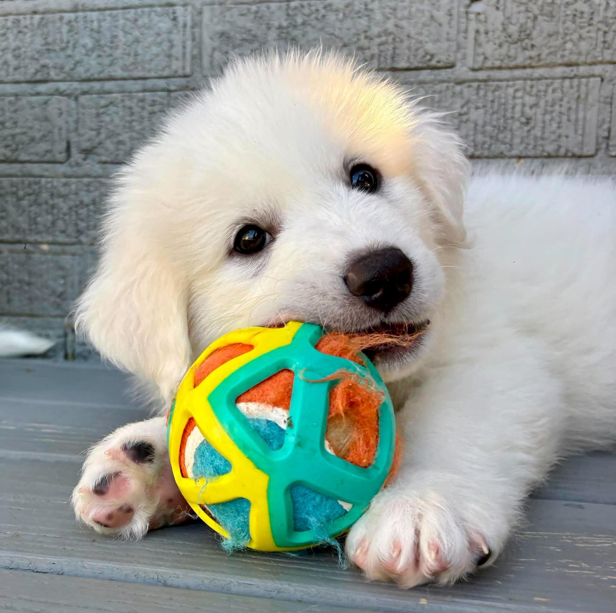 Enlarge Lexie, an adopted Great Pyrenees in Wytheville, VA image 2/3