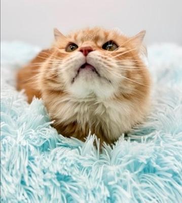 Enlarge Leda (three legs), a Adoptable Domestic Long Hair in Covington, LA image 2/6