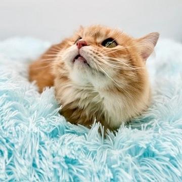 Enlarge Leda (three legs), a Adoptable Domestic Long Hair in Covington, LA image 5/6