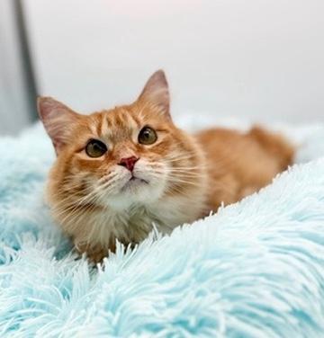 Enlarge Leda (three legs), a Adoptable Domestic Long Hair in Covington, LA image 1/6