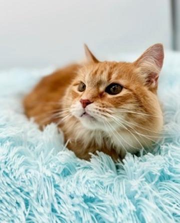 Enlarge Leda (three legs), a Adoptable Domestic Long Hair in Covington, LA image 3/6
