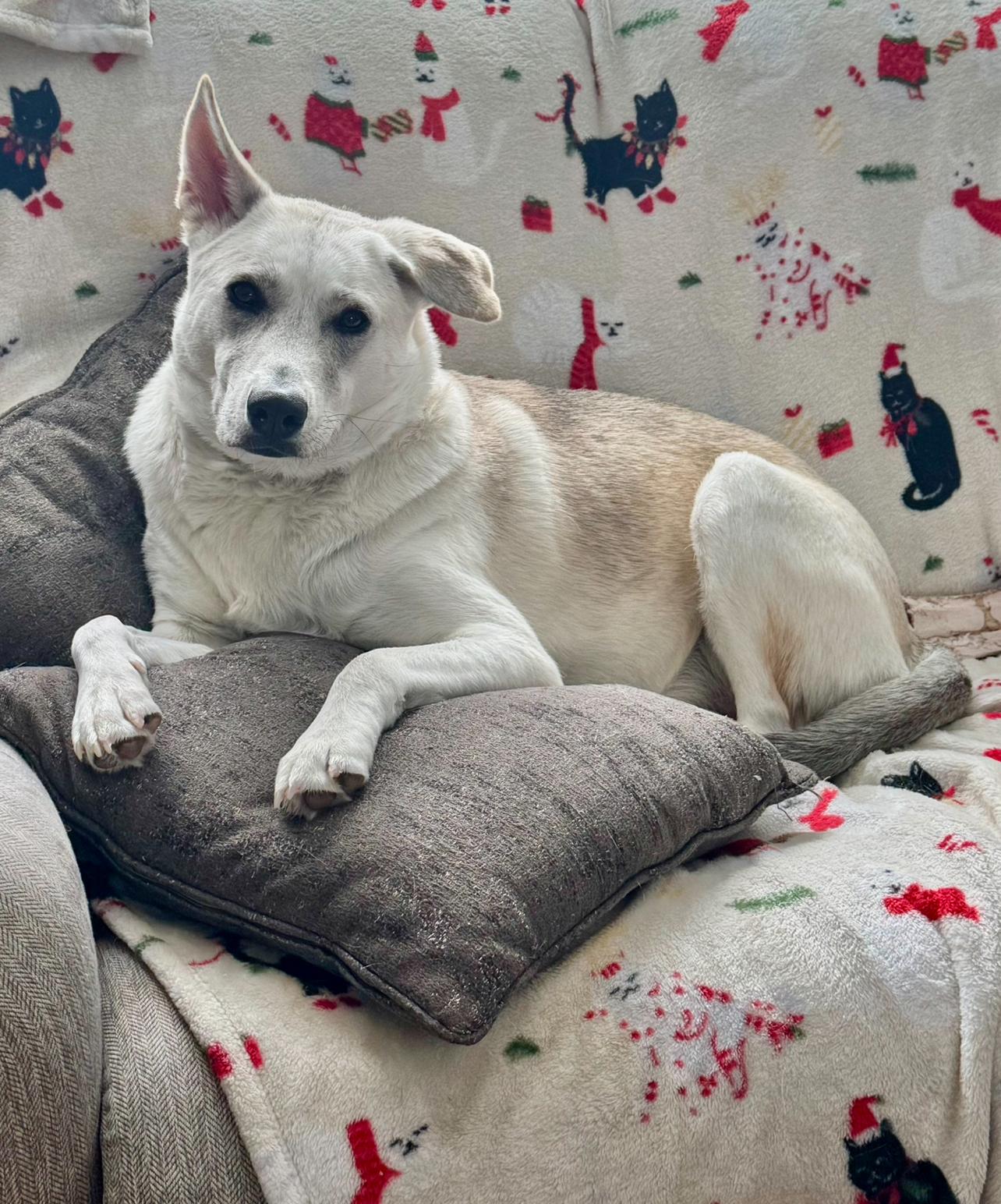 Barbie, an adoptable German Shepherd Dog in Griswold, CT, 06351 | Photo Image 2