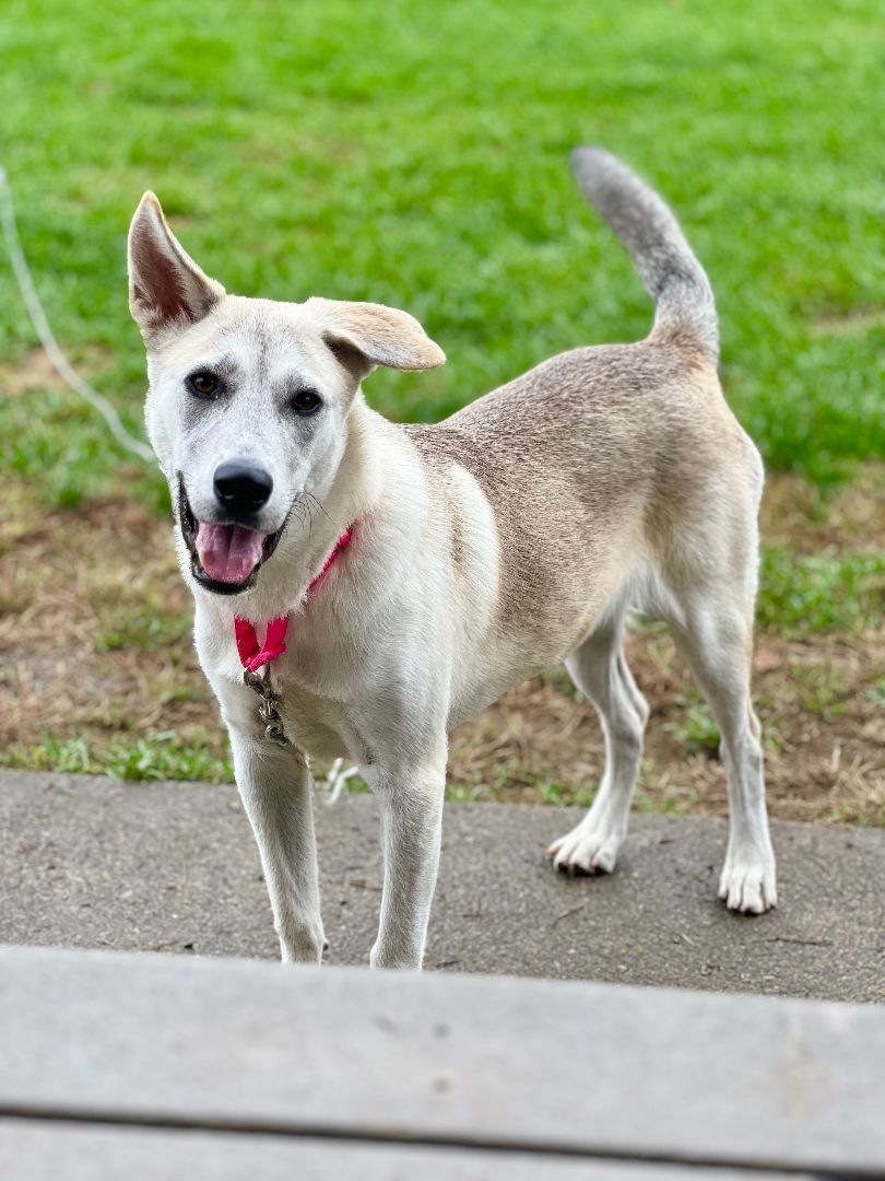 Barbie, an adoptable German Shepherd Dog in Griswold, CT, 06351 | Photo Image 4