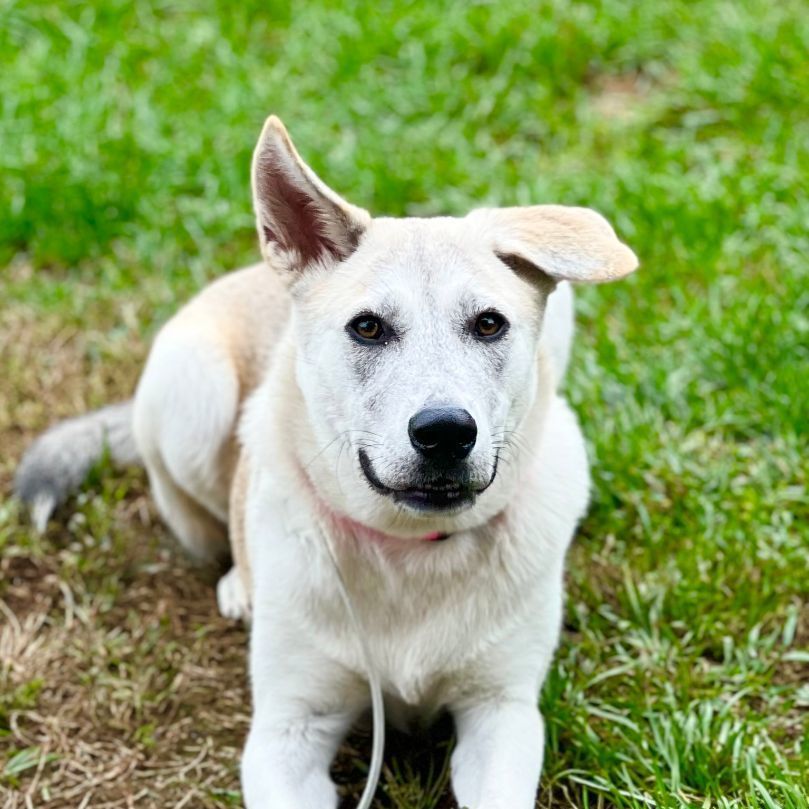 Barbie, an adoptable German Shepherd Dog in Griswold, CT, 06351 | Photo Image 3