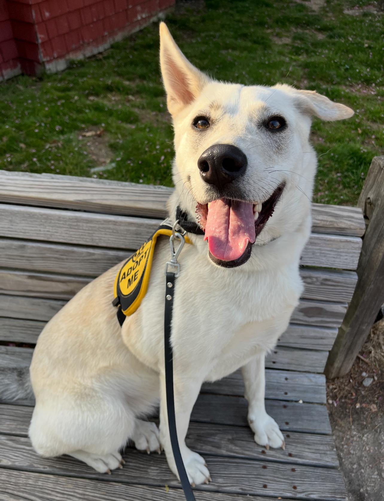 Barbie, an adoptable German Shepherd Dog in Griswold, CT, 06351 | Photo Image 1