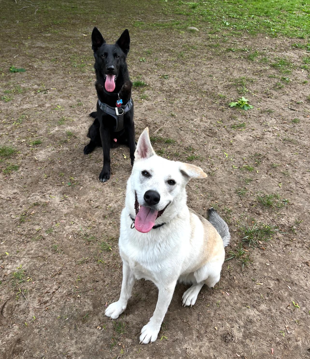 Barbie, an adoptable German Shepherd Dog in Griswold, CT, 06351 | Photo Image 6