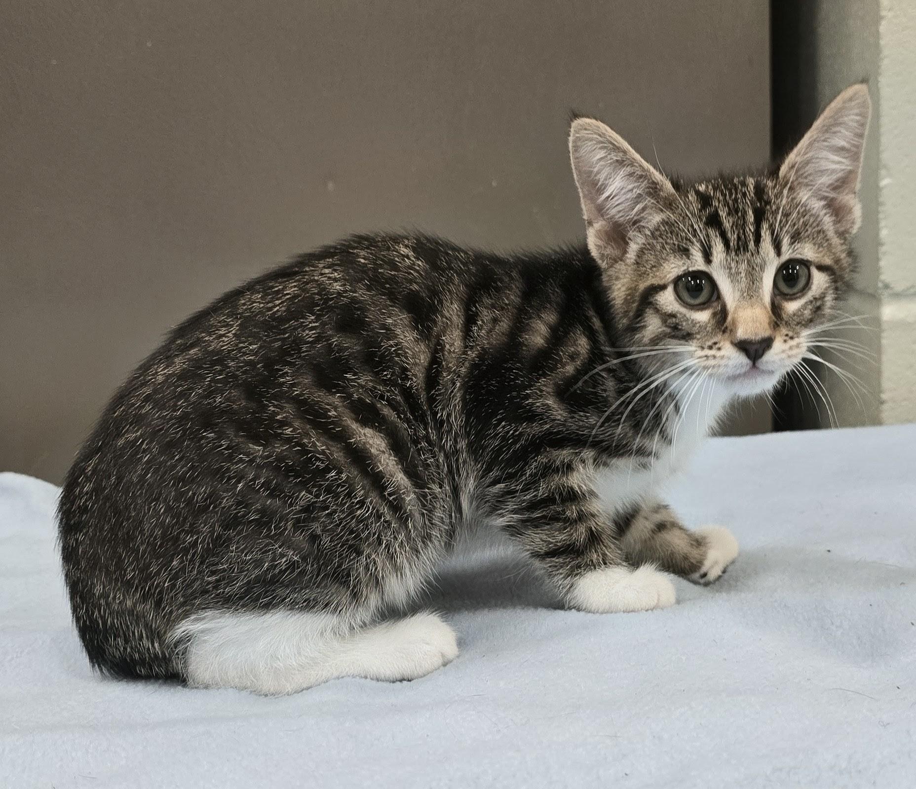 Enlarge 6-80 Amelia, an adopted mixed breed in Amityville, NY image 2/2