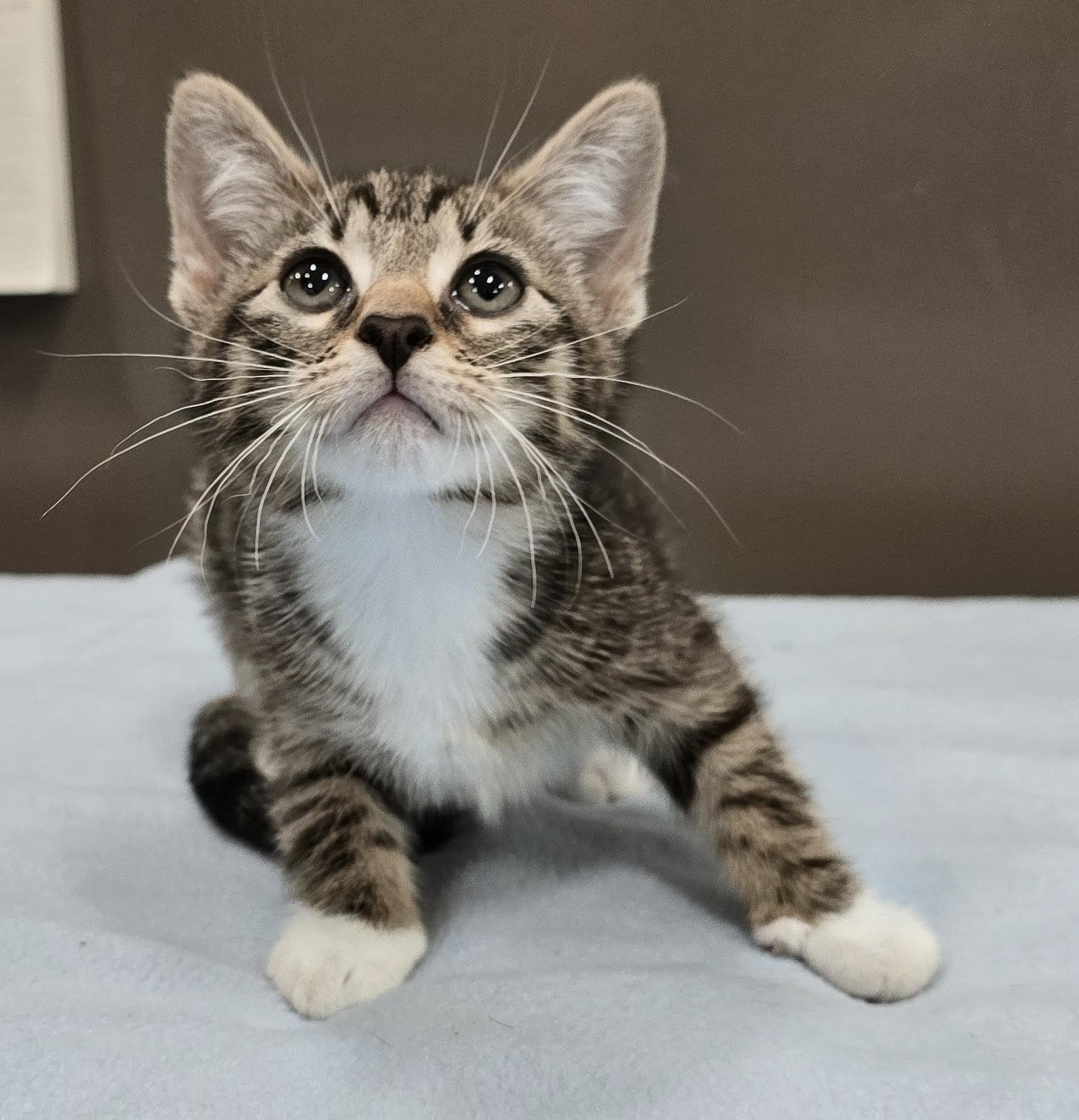 6-80 Amelia, adopted, Kitten Female Domestic Short Hair.