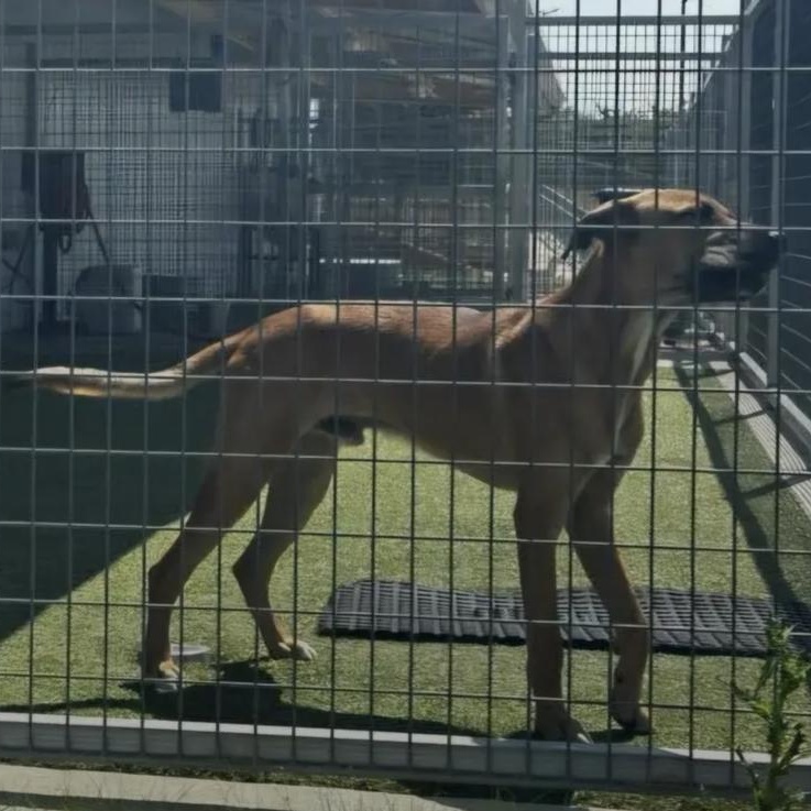 Jaxxon, Adoptable, Young Male Shepherd & Black Mouth Cur.