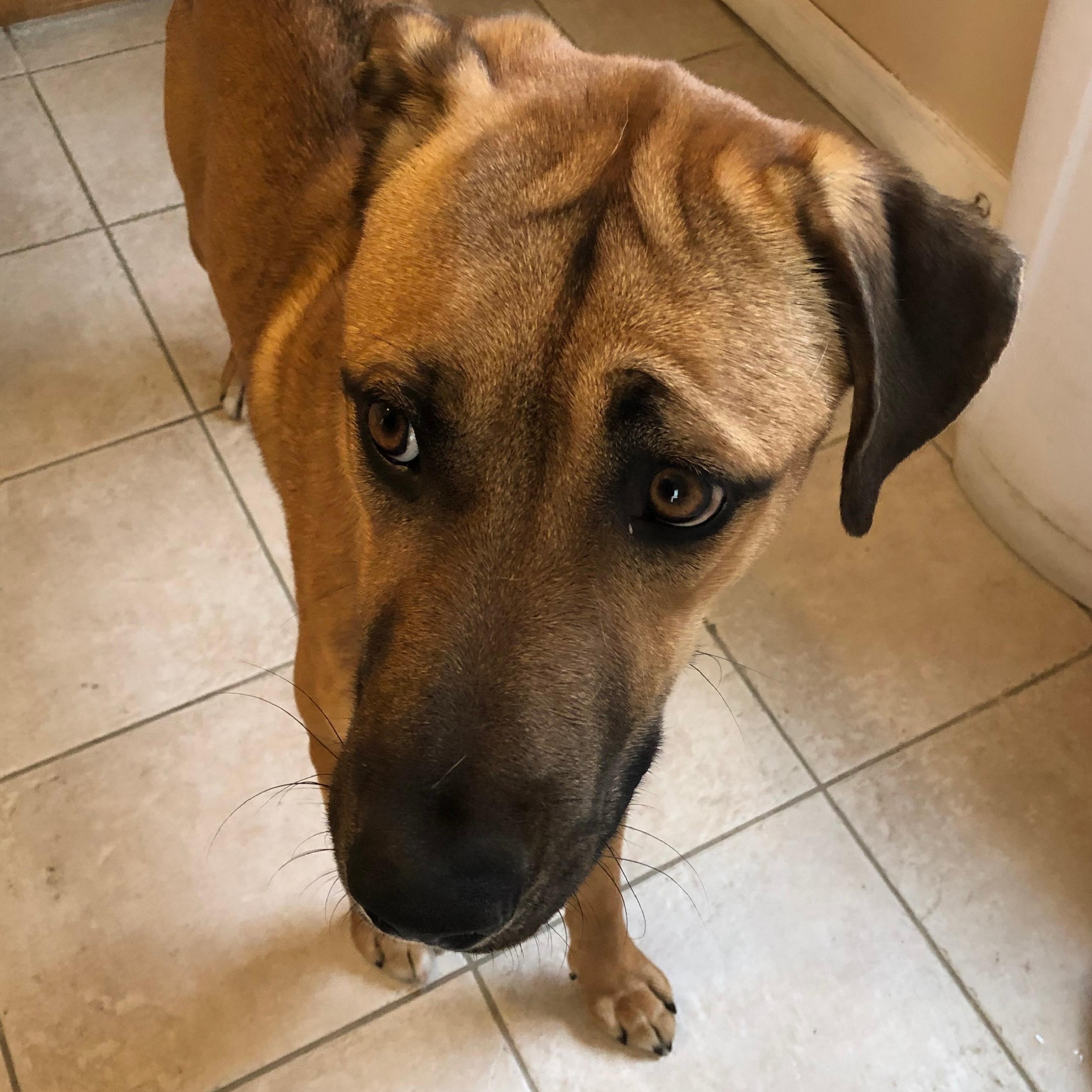 Enlarge Jaxxon, a Adoptable mixed breed in Bethel, VT image 3/6