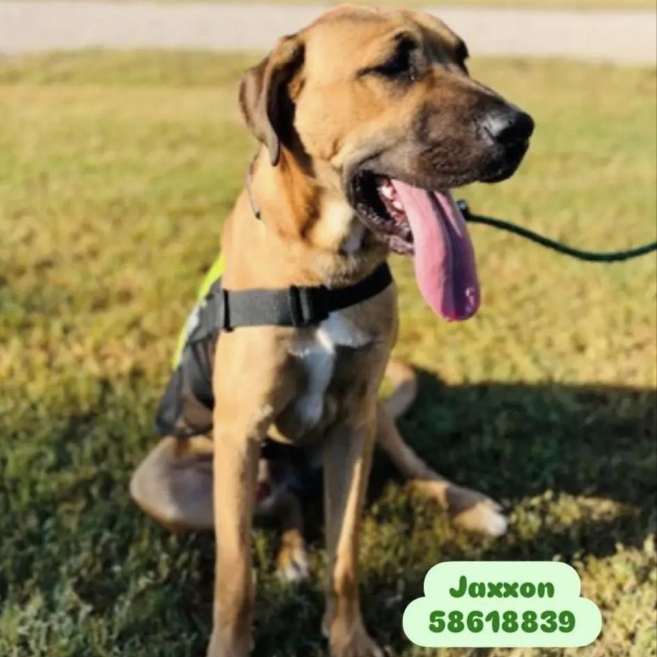 Jaxxon, a Adoptable mixed breed in Bethel, VT image 2/4