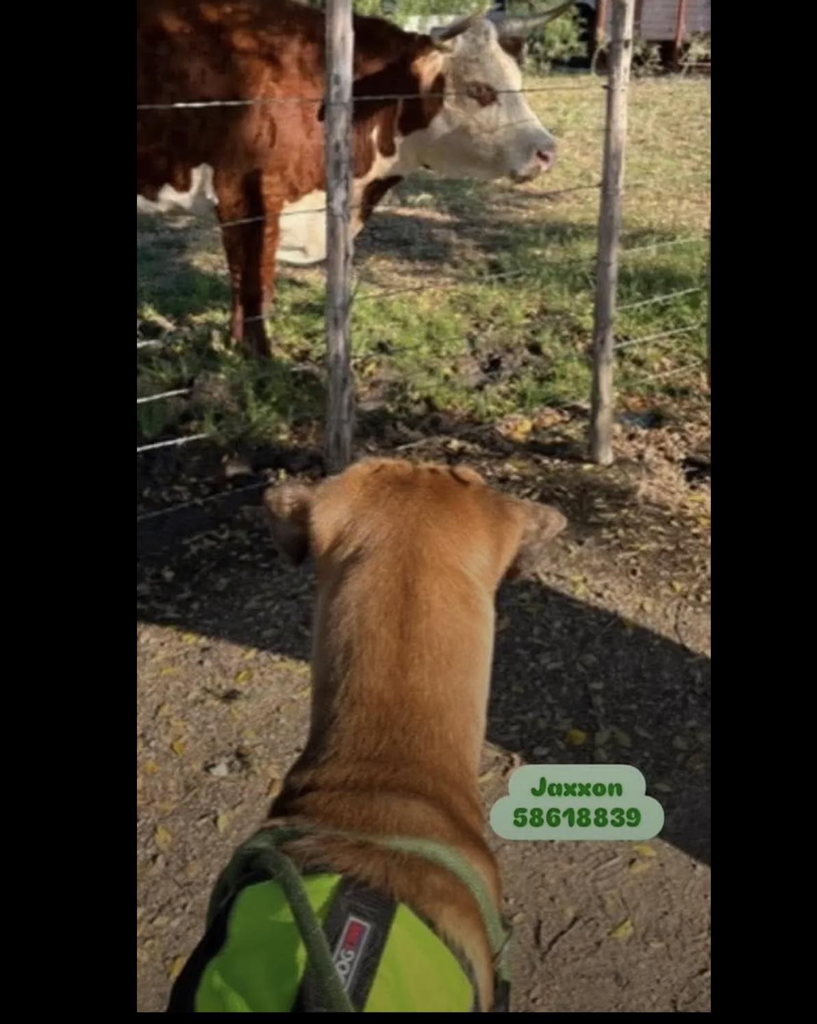 Jaxxon, a Adoptable mixed breed in Bethel, VT image 3/4