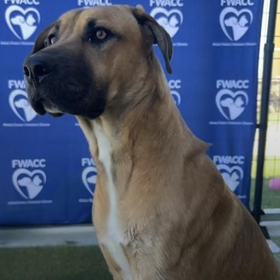 Jaxxon, a Adoptable mixed breed in Bethel, VT image 4/4