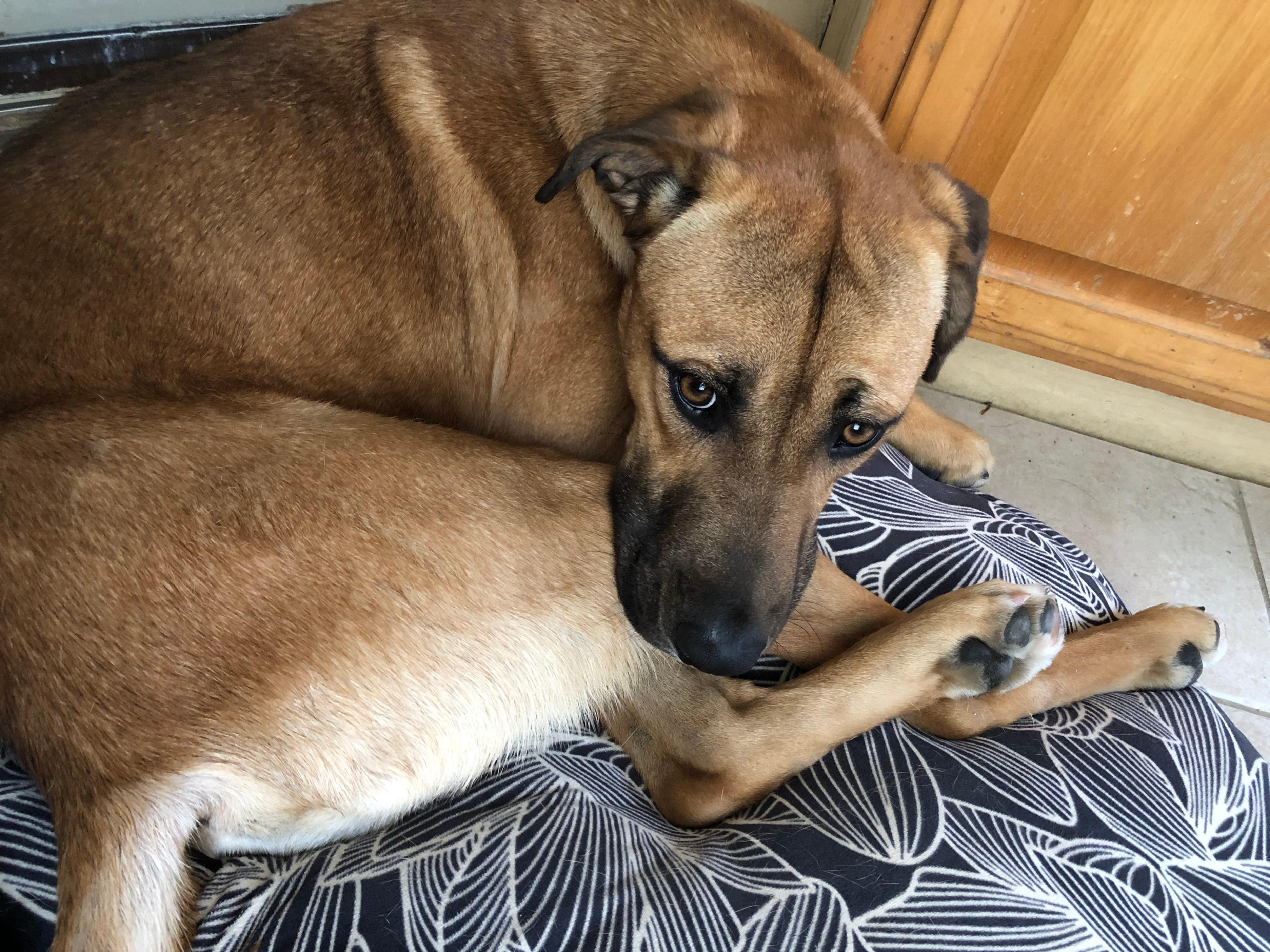 Enlarge Jaxxon, a Adoptable mixed breed in Bethel, VT image 1/6