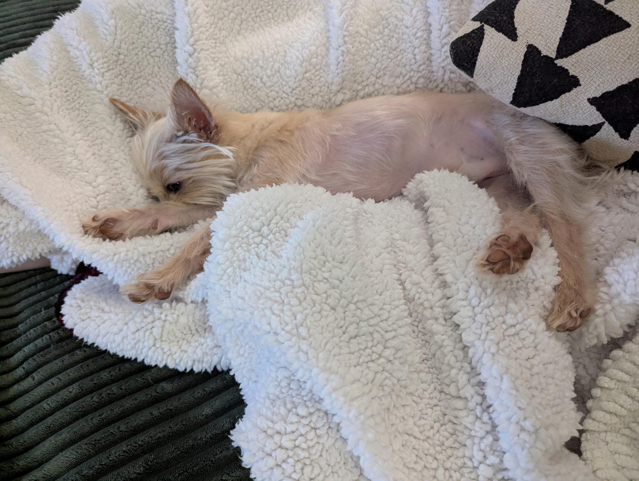Enlarge Teddy Graham, an adopted Maltese in Norfolk, VA image 4/6