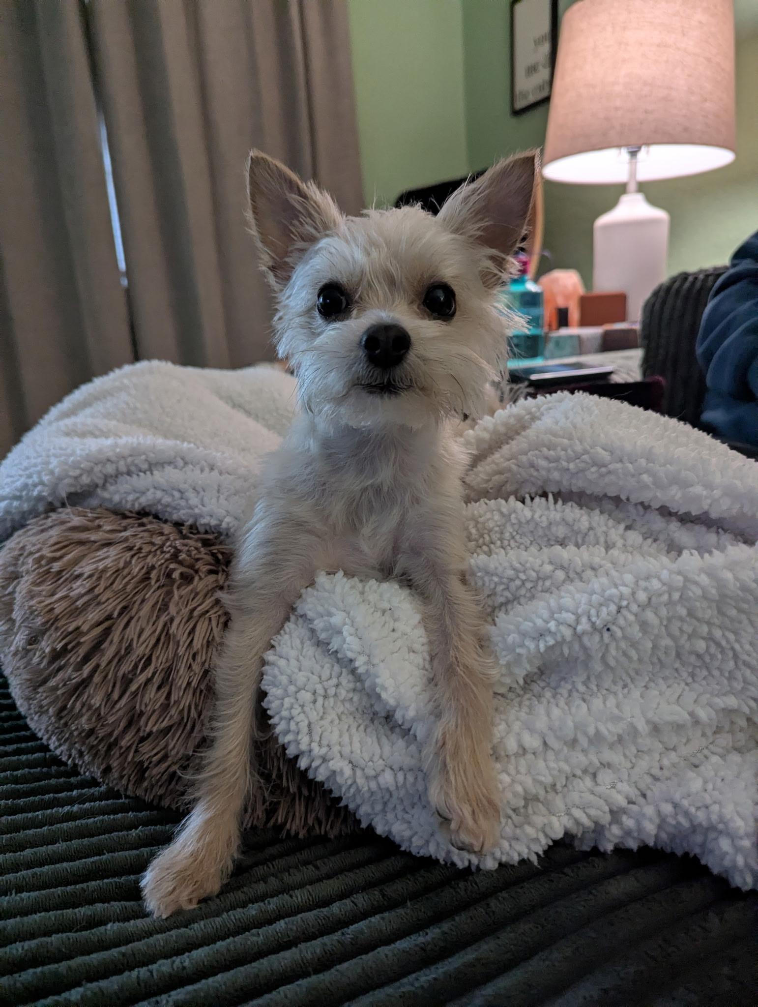 Enlarge Teddy Graham, an adopted Maltese in Norfolk, VA image 6/6